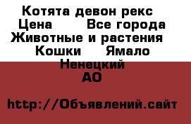 Котята девон рекс › Цена ­ 1 - Все города Животные и растения » Кошки   . Ямало-Ненецкий АО